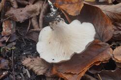 DSC09532.jpg