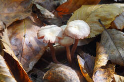 DSC09539.jpg