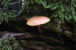 DSC09541.jpg