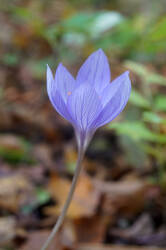 DSC09545.jpg