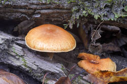 DSC09547.jpg
