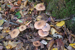 DSC09557.jpg