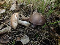 DSCF3777.thumb.JPG.49e89c472cab87abe15c6930a15d37f7.JPG