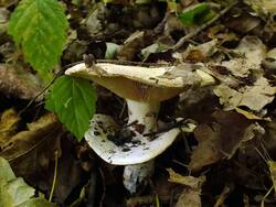 DSCF3811.thumb.JPG.3c6965c4c0a84f61db10bb7537d0c3e8.JPG