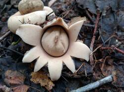 Geastrum_fimbriatum_PDN_20200802_1.thumb.jpg.0515ee6f02ff31fd0205a60fa16da422.jpg