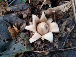 Geastrum_fimbriatum_PDN_20200802_2.thumb.jpg.f24148e7b01cfb3343f612a2c1e7deca.jpg