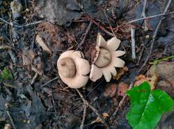 Geastrum_fimbriatum_PDN_20200802_3.thumb.jpg.df42362686e876acc6358f097440936b.jpg