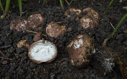Geastrum_michelianum_MS_20200730_01.thumb.jpg.e7d2d03ade896d60fbcb9d073b4e3681.jpg