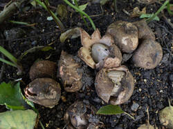 Geastrum_michelianum_MS_20200913_03.thumb.jpg.731c13417060758b69d4d24e5799a384.jpg