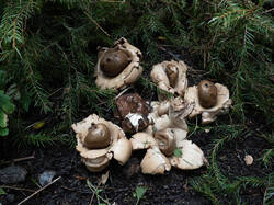 Geastrum_michelianum_MS_20220504_04.thumb.jpg.c89c2a50631d37fe5f7f1dc006a72396.jpg