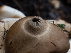 Geastrum_michelianum_MS_20220504_05.thumb.jpg.ecfd78438874409a13e9ea06028764aa.jpg