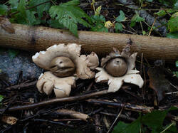 Geastrum_michelianum_MS_20220504_06.thumb.jpg.b084dd4db135c6b1bc00b245cca7681b.jpg