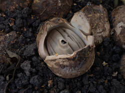 Geastrum_michelianum_MS_20220504_07.thumb.jpg.40556c10671ed99daf6ac0eaa55eaaff.jpg