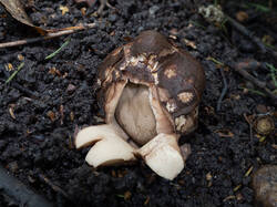 Geastrum_michelianum_MS_20220504_08.thumb.jpg.e195a957183b9c9c8274769a8c50f1d2.jpg