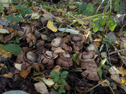 Geastrum_michelianum_MS_20221020_09.thumb.jpg.34aa6831c6641e91c537c30639d86883.jpg
