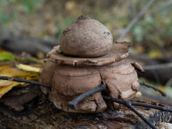 Geastrum_michelianum_MS_20221020_10.jpg