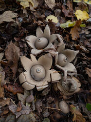 Geastrum_michelianum_MS_20221021_11.thumb.jpg.fc52af2ca8befe60e0f3822204e5297e.jpg