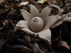 Geastrum_michelianum_MS_20221021_12.thumb.jpg.8d989410f60921dbd0e90d4ef6e79b59.jpg