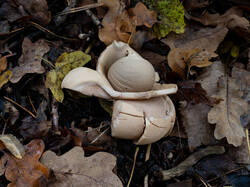 Geastrum_michelianum_MS_20221028_13.thumb.jpg.148b3e6f062b3f7b34980bc18cd95bbe.jpg
