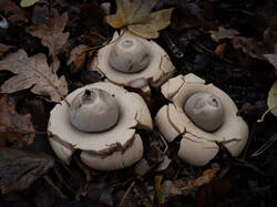 Geastrum_michelianum_MS_20221028_14.thumb.jpg.6f9b00719dc823f781a312f720c52fd3.jpg