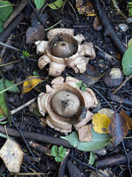 Geastrum_michelianum_MS_20231005_15.thumb.jpg.8248b298a9ca9e7b5dda03cc3333f647.jpg