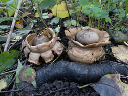 Geastrum_michelianum_MS_20231005_16.thumb.jpg.2e8641a7a881d756bf3d3c380e8a7586.jpg