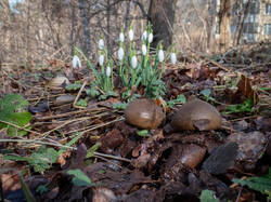 Geastrum_michelianum_MS_20260316_17.thumb.jpg.fff2fa2a93b33c9a75ab67f6ef06974a.jpg