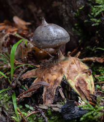 Geastrum_pectinatum_MS_20191206_08.thumb.jpg.e92e4d3cde342f8f41eb851ce07b9947.jpg
