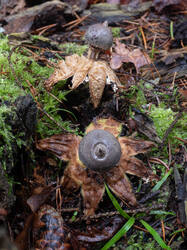 Geastrum_pectinatum_MS_20191206_09.thumb.jpg.980e933528ddfe72a3dfc27049ff0d47.jpg