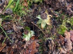 Geastrum_pectinatum_MS_20211123_03.thumb.jpg.b106f16d226eb84a451fe740b29f1bb5.jpg
