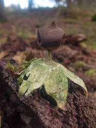 Geastrum_pectinatum_MS_20211123_04.thumb.jpg.90a5e34843fd48415feb4bb25e56014d.jpg