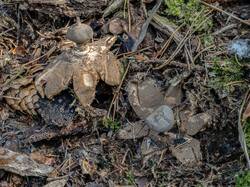Geastrum_pectinatum_MS_20220904_05.thumb.jpg.d9c1ee1a8a45fe0c90cfa589d473bae8.jpg