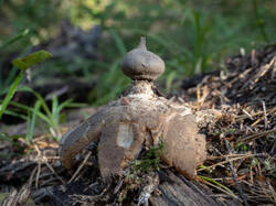 Geastrum_pectinatum_MS_20220904_06.thumb.jpg.ea21c20d9d992e3e9a6a3c96093109e1.jpg