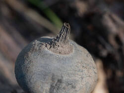 Geastrum_pectinatum_MS_20220904_07.thumb.jpg.e3a6af3dcc6c829401c10f84dcf3495d.jpg