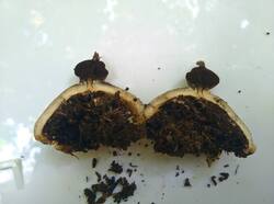 Geastrum_pectinatum_PDN_20230827_1.thumb.jpg.ce66b35d6d0ab57b19b1be48177935ba.jpg
