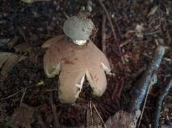 Geastrum_pectinatum_PDN_20230827_2.thumb.jpg.e76279f15151f496d2a0214f0112a69a.jpg