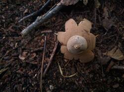 Geastrum_pectinatum_PDN_20230827_3.thumb.jpg.3c8b71f7343dd4343e41f893fed46c79.jpg