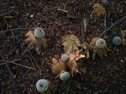 Geastrum_pectinatum_PDN_20230827_4.thumb.jpg.7dbe88fcc2a60a28a2609b81ff8468ff.jpg