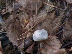 Geastrum_pectinatum_PDN_20230910_1.thumb.jpg.979737c2287bbe37f7f4792390f14208.jpg