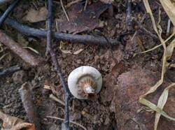 Geastrum_pectinatum_PDN_20230910_2.thumb.jpg.9f1918c6b712e47f840c641c692f7342.jpg