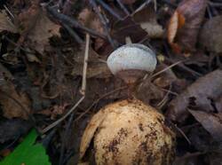 Geastrum_pectinatum_PDN_20230910_3.thumb.jpg.65217d69c76c78c6fc773f479cac766c.jpg