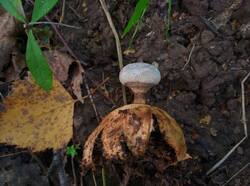 Geastrum_pectinatum_PDN_20230910_4.thumb.jpg.6ce89bb166b68dd33aedfd86e2730e38.jpg