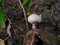 Geastrum_pectinatum_PDN_20230910_5.thumb.jpg.87e1cd0fc51dde6803c232413d9a0c9e.jpg