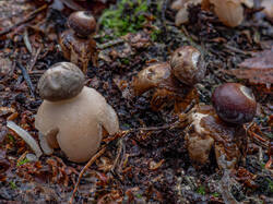 Geastrum_quadrifidum_MS_20191121_01.thumb.jpg.e66bd67240405dee02ff7382ac945a7d.jpg