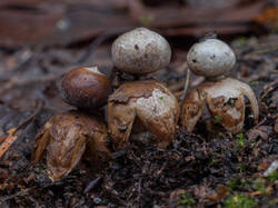Geastrum_quadrifidum_MS_20191121_02.thumb.jpg.93c392707b084d8fae8e980547315ef3.jpg