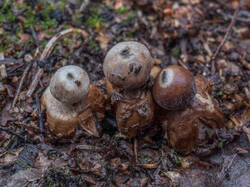 Geastrum_quadrifidum_MS_20191121_03.thumb.jpg.0454ceb2974cc69799bc362fb9178ba3.jpg