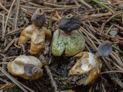 Geastrum_quadrifidum_MS_20200501_04.thumb.jpg.600794f7908d8e7ef23ade7fce5ecba5.jpg