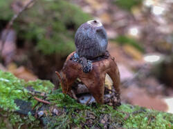 Geastrum_quadrifidum_MS_20211030_05.thumb.jpg.6506e37f9e79fa8f665693bf5b23b6e8.jpg