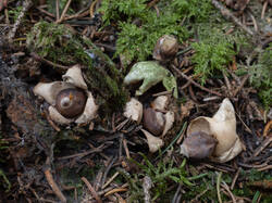 Geastrum_quadrifidum_MS_20251021_06.thumb.jpg.c348f122ee0ac8cf16afb60e94bb2da8.jpg