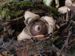 Geastrum_quadrifidum_MS_20251021_07.thumb.jpg.9e15cc7ca273c0453b76f85e05b4e794.jpg